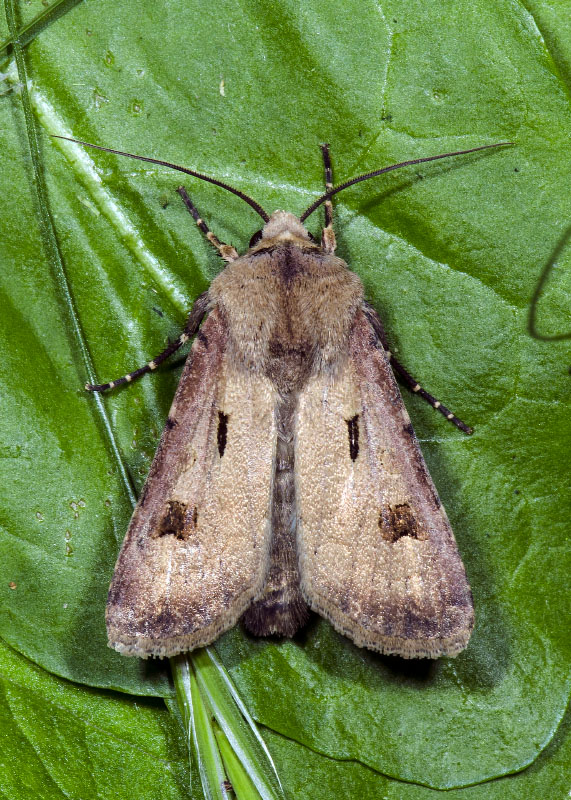 Agrotis sp